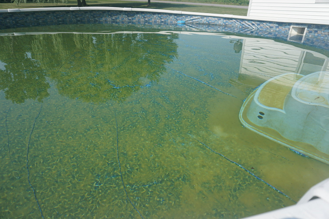 Mustard algae in pool
