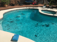 black algae in pool